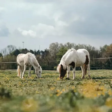 Maison Conviviale Près De Avec Jardin Et Terrasse