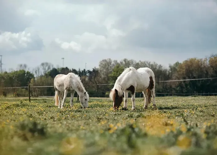 Maison Conviviale Près De Avec Jardin Et Terrasse